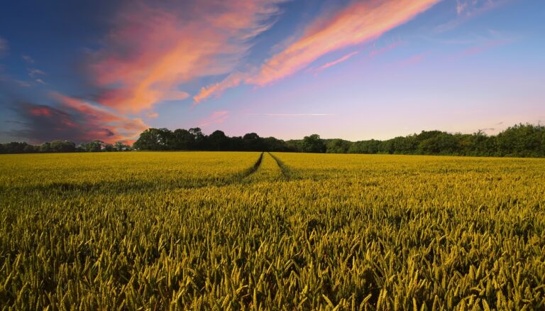 countryside, harvest, agriculture-2326787.jpg